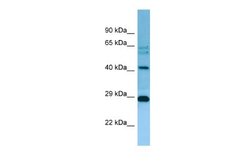MRPL38 Antibody, Novus Biologicals 100 &mu;L; Unconjugated:Antibodies,